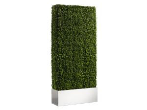 Boxwood Hedge, 8'
